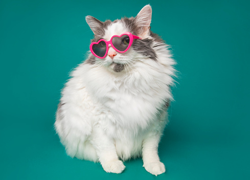 A full figure, fluffy cat in heart shaped sunglasses on a blue background.