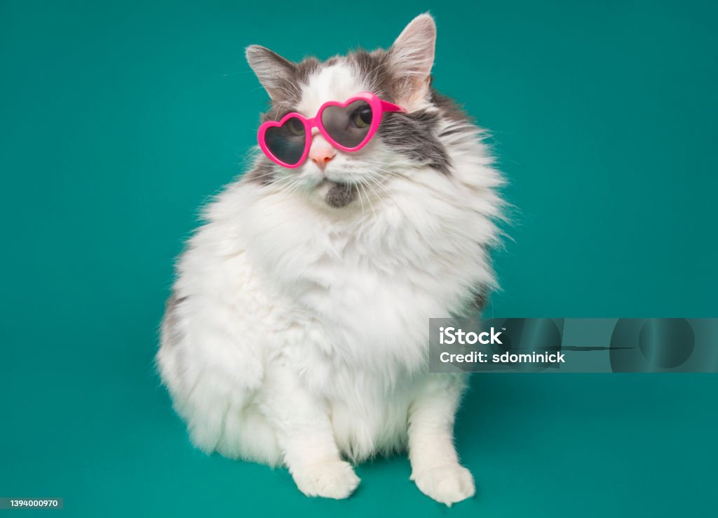 Big Cool Kitty Wearing Heart Shaped Sunglasses A full figure, fluffy cat in heart shaped sunglasses on a blue background. Domestic Cat Stock Photo
