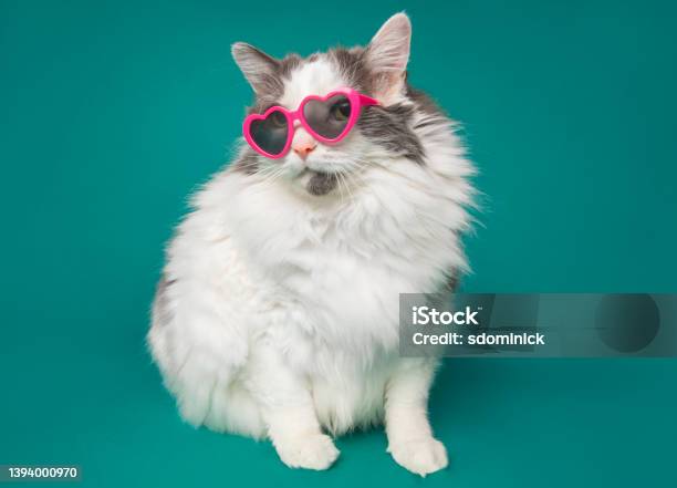 Big Cool Kitty Wearing Heart Shaped Sunglasses Stock Photo - Download Image Now - Domestic Cat, Pets, Eyeglasses