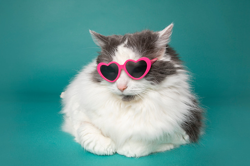 A cute long hair cat in heart shaped sunglasses.
