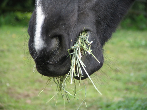 Shadow munches on a bite of grass hay.