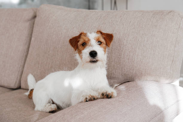 istock Young pup at home. 1394001793