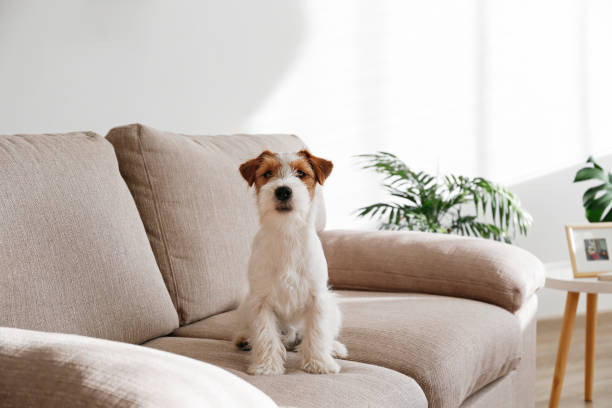 istock Young pup at home. 1394001794