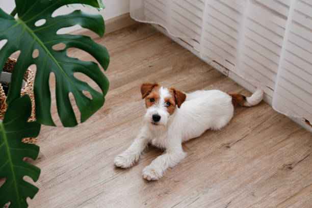 istock Young pup at home. 1394001806