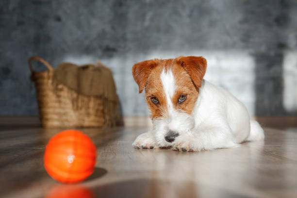 istock Young pup at home. 1394002022