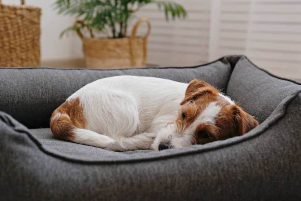 istock Young pup at home. 1394002181