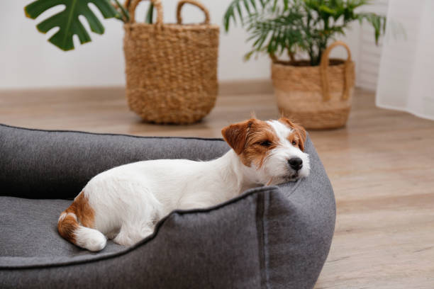 Young pup at home. Portrait of four months old wire haired Jack Russell Terrier puppy sleeping in the dog bed. Small rough coated doggy with funny fur stains resting in a lounger. Close up, copy space, background. wire haired stock pictures, royalty-free photos & images