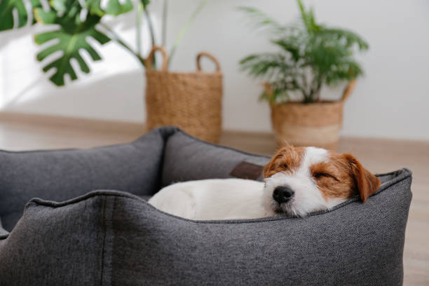 istock Young pup at home. 1394002378