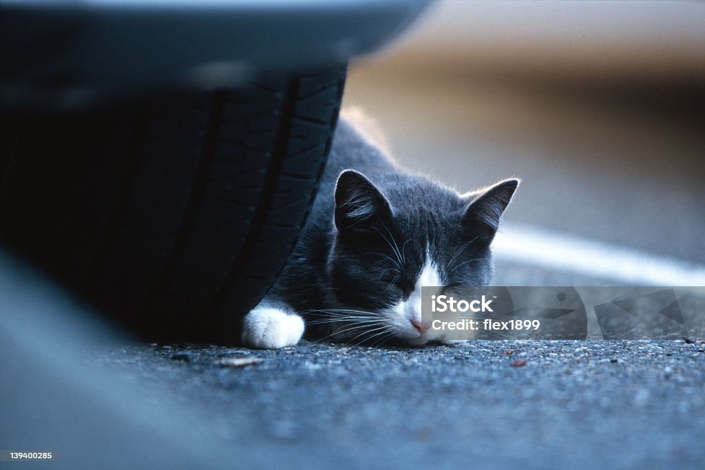 Сонный кот - Стоковые фото Без людей роялти-фри