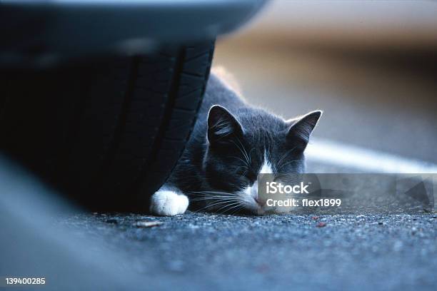 Сонный Кот — стоковые фотографии и другие картинки Без людей - Без людей, Горизонтальный, Домашняя кошка