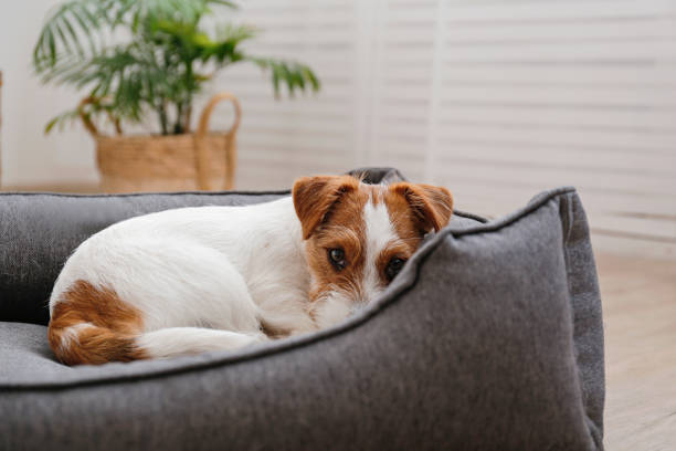 istock Young pup at home. 1394003767