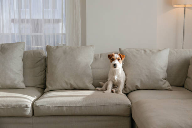 istock Young pup at home. 1394003880