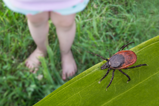 Closeup of toddler small legs playing on summer green meadow with lurking dangerous parasite. Encephalitis or Lyme disease attention