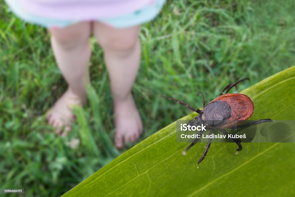 Bare child feet and deer tick on a grass playground. Ixodes ricinus Closeup of toddler small legs playing on summer green meadow with lurking dangerous parasite. Encephalitis or Lyme disease attention Tick - Animal Stock Photo