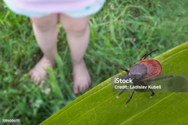 Bare Child Feet And Deer Tick On A Grass Playground Ixodes Ricinus Stock Photo - Download Image Now
