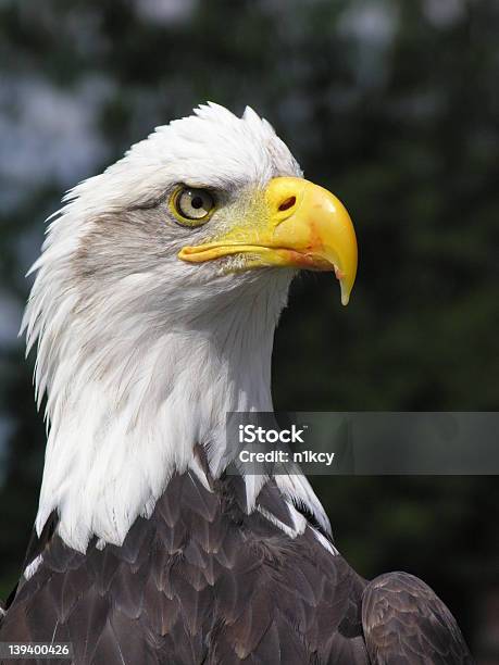 Weißkopfseeadler Eagle Stockfoto und mehr Bilder von Adler - Adler, Feder, Fotografie