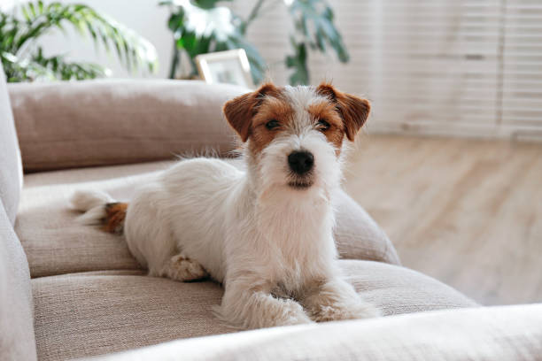 istock Young pup at home. 1394005041