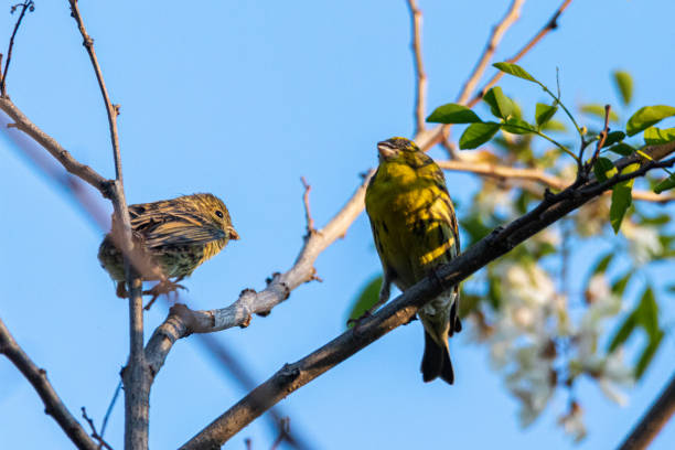 istock European Serin perched on a tree branch 1394005192