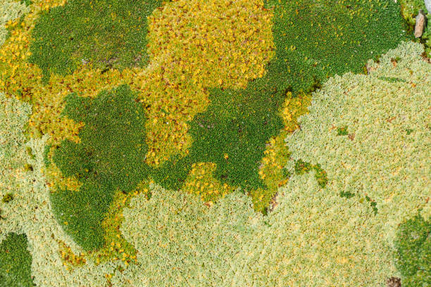 Close-up of an interesting pattern of three different colours of moss