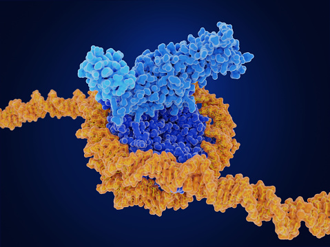 Disruptor of telomeric silencing 1-like (DOT1L, mid blue) methylates a histone (dark blue) of a ubiquitinated (ubiquitin light blue) nucleosome Source: PDB entry 6NOG.