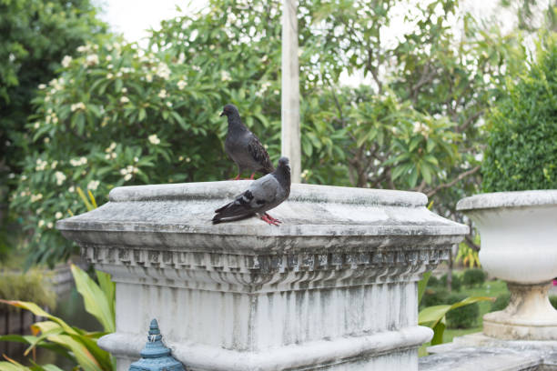 istock Two pigeons are on cement pillars. 1394006650