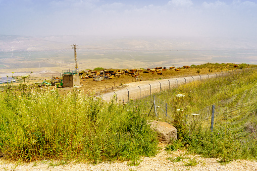 View of cows and landscape of the lower Jordan River valley, of a foggy day, from the Noah Kinarti Observation Point, Northern Israel