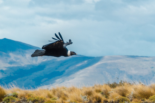 The majestic Andean condor is one of the world’s largest flying birds, with an 11-foot wingspan and up to 33 pounds in weight. Condors have become rare in northern South America due to hunting and habitat loss, but remain present in Patagonia and abundant in certain areas. In the Patagonian and Andean Steppes, these scavengers used to consume guanaco and vicuña carcasses almost exclusively, but they now feed also on remains of livestock and introduced species such as European hare and red deer.