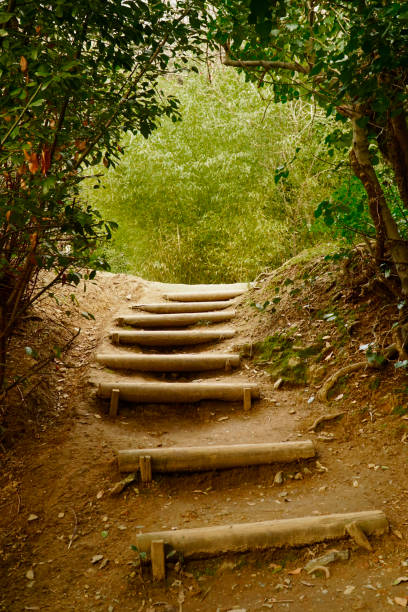istock wooden pathway leading into the forest 1394008017