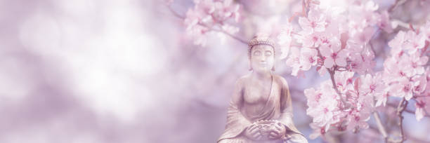 flowering cherry tree around buddha statue on sunny blurred spring background, idyllic nature scene in sunhine, web banner concept with copy space - happy vesak day 個照片及圖片檔