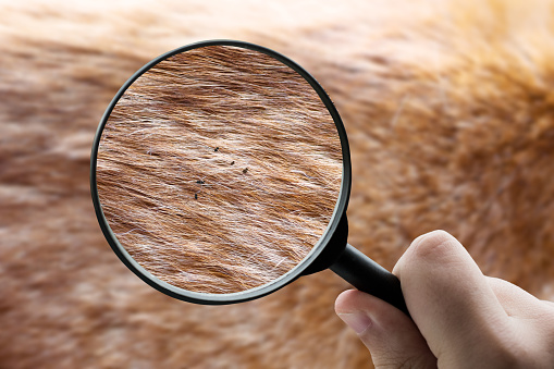 A magnifying glass focusing on fleas on animal fur