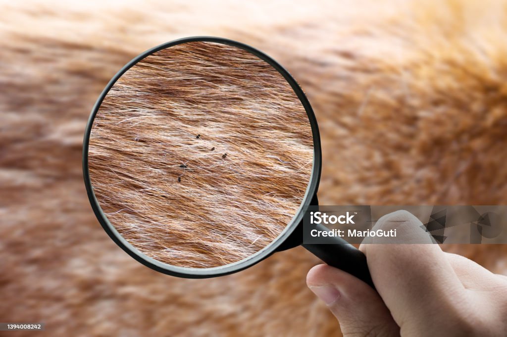 Animal fur with fleas A magnifying glass focusing on fleas on animal fur Flea - Insect Stock Photo