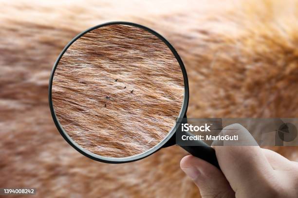 Animal Fur With Fleas Stock Photo - Download Image Now - Flea - Insect, Dog, Parasitic