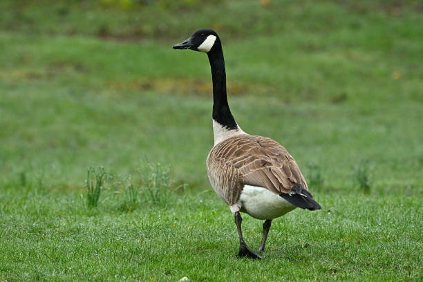Canada goose walking in the grass at Mount Tom State Park in Connecticut