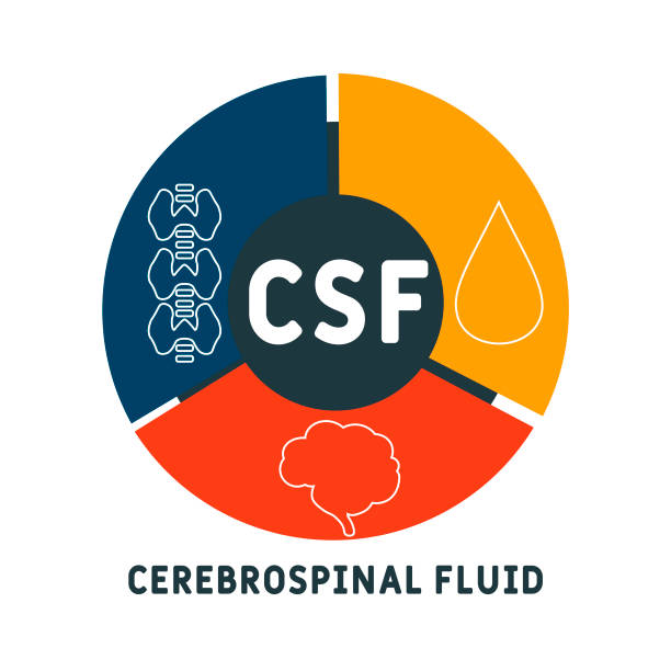 Csf Form Vector 90+ Cerebrospinal Fluid Stock Illustrations, Royalty-Free Vector ...