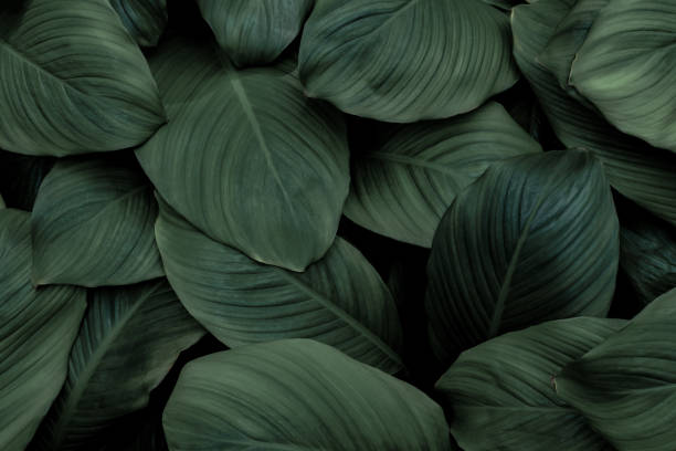 istock close up abstract green leaf texture nature background tropical leaves 1394010560