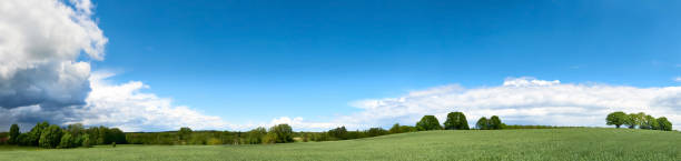 istock Banner with barley field in Spring with forest far away and blue sky with clouds. Panoramic composition in light green and blue 1394010951
