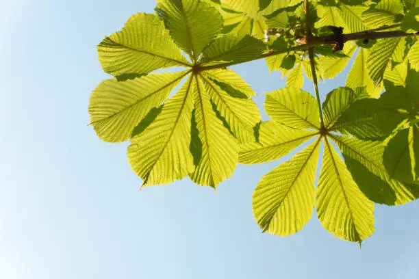 Chestnut tree in spring