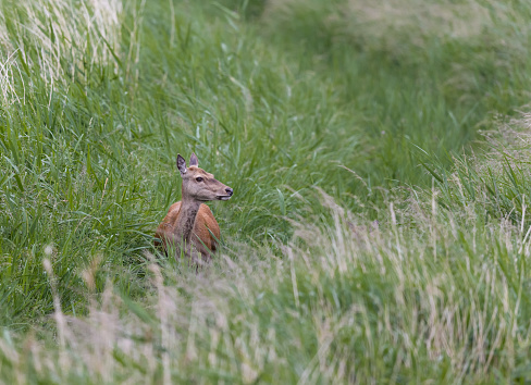 Taken at RSPB Minsmere Nature Reserve.  The animal's fawn was a few metres away and appears in an accompanying image.
