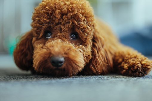 Poodle breed dog, the brown colored, lying down, resting on the floor and looks up