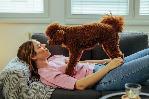 istock Adorable poodle puppy loves its owner 1394012088