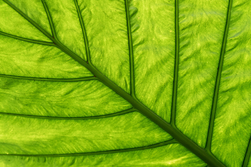 Veins of a green leaf photo
