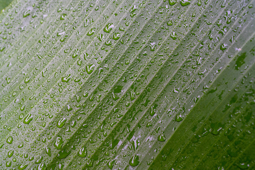 Banana leaves with water droplets after rain