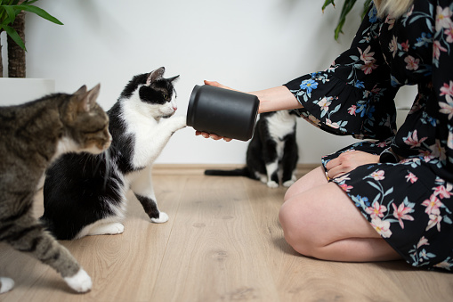 female pet owner kneeling on the floor holding treat jar in front of hungry cats. One cat is reaching for snacks with paw.