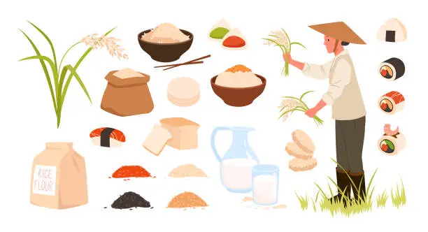 Vector illustration of Raw and cooked rice set, rice products and plants, ingredients and meal collection