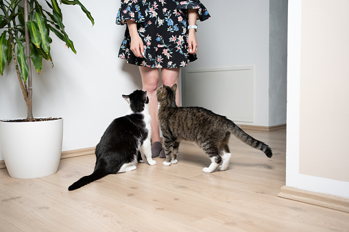 two hungry cats sitting and standing in front of pet owner on the floor looking up