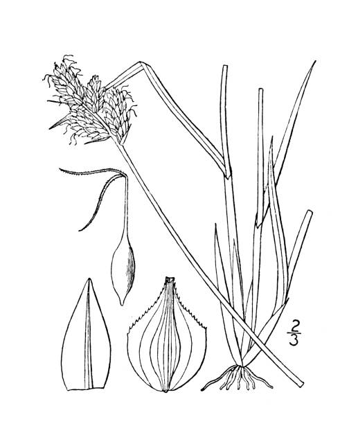 Antique botany plant illustration: Carex albolutescens, Greenish white sedge Antique botany plant illustration: Carex albolutescens, Greenish white sedge carex pluriflora stock illustrations