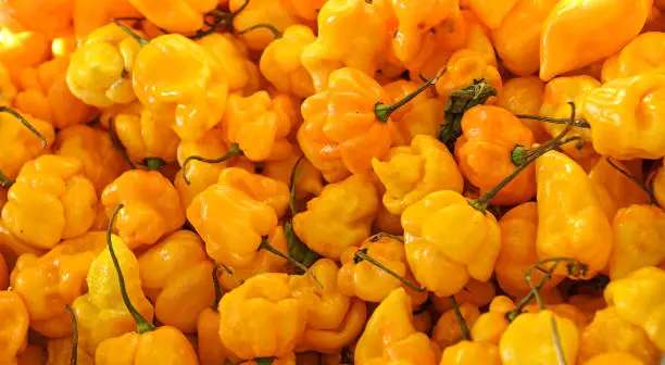 Photo of Scotch bonnet (also known as Bonney peppers, or Caribbean red peppers), variety of chili pepper