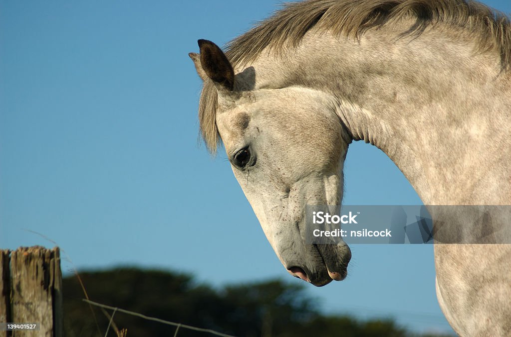 Caballo - Foto de stock de Aire libre libre de derechos