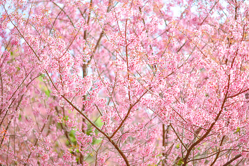 Pink blossoms in winter, Chiang Mai, Thailand.