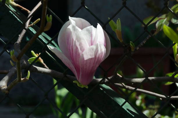 木の枝にモクレンの単咲き、繊細な、ピンクと白、春の背景 - magnolia flower single flower white ストックフォトと画像